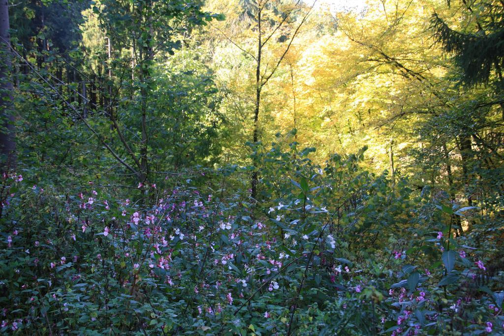 Fewo Purper Frauenberg Exteriör bild